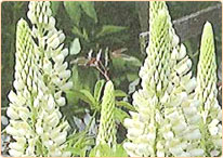 白花ルピナス（シロバナウチワマメ）